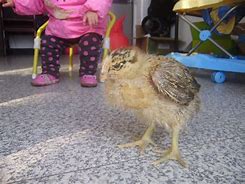 嗉怎么读什么意思